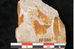 Foto (Detailansicht) von Fagus muelleri Ettingshausen 1887 (NHMW-GEO-2024-0188-10366)